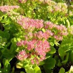 Sedum «Meteor» (spectabile) (Visoki žednjak)