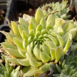 Sempervivum hybridum «Filou» (Čuvarkuća)