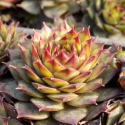 Sempervivum hybridum «Ockerwurz» (Čuvarkuća)