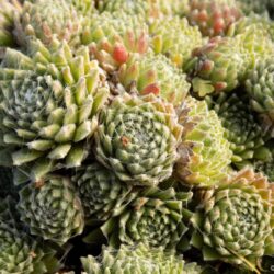 Sempervivum arachnoideum «Sprite» (Čuvarkuća)