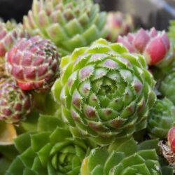 Sempervivum globiferum ssp soboliferum (syn J. sobolifera)  (Čuvarkuća)