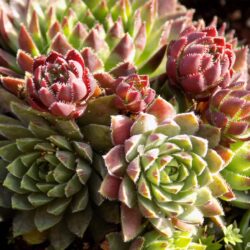 Sempervivum globiferum (syn J. globifera) (Čuvarkuća)