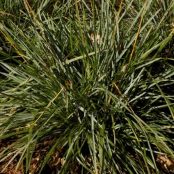 Sesleria sadleriana (syn. S. coerulea subsp. sadleriana)  (Šašika)