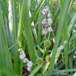 Sparganium erectum (Ježinac)