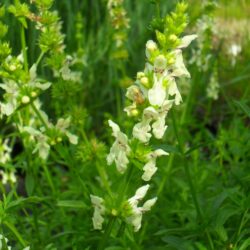 Stachys recta (Čistac)