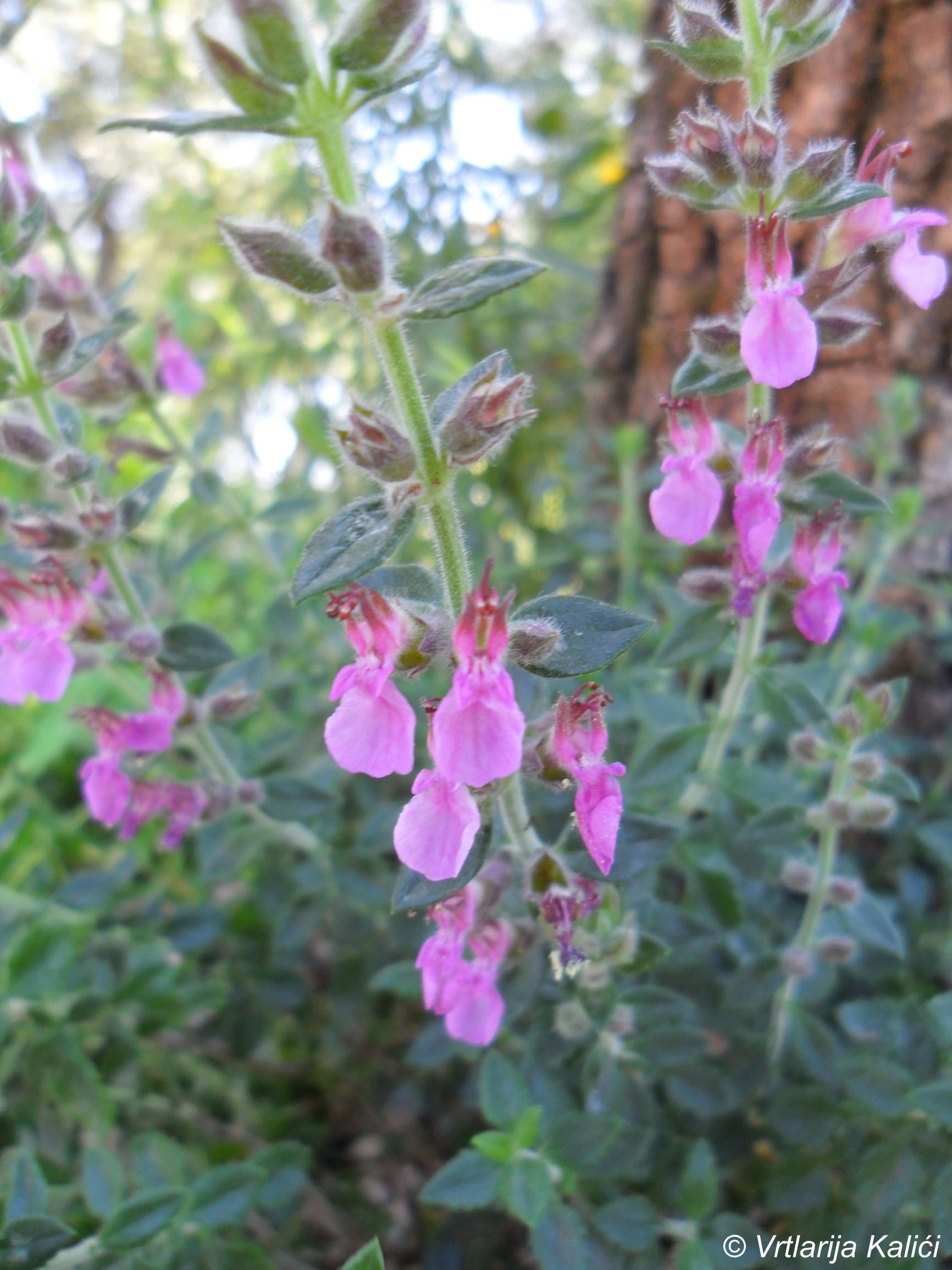 Teucrium x lucidrys (chamaedrys) (Dubačac)