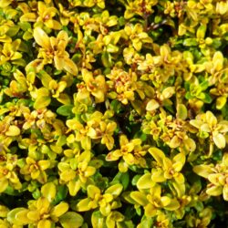 Thymus «Anderson's gold» (Timijan) (syn Bertram Anderson)