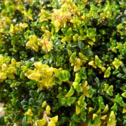 Thymus «Dooney valley» (Timijan)