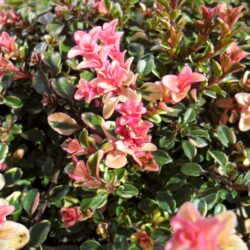Thymus pulegioides «Foxley» (Timijan)