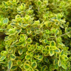 Thymus citriodorus «Aureus» (Timijan)