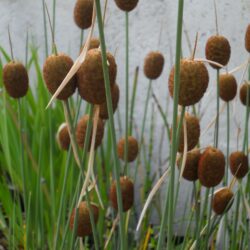 Typha minima (Patuljasti Rogoz)