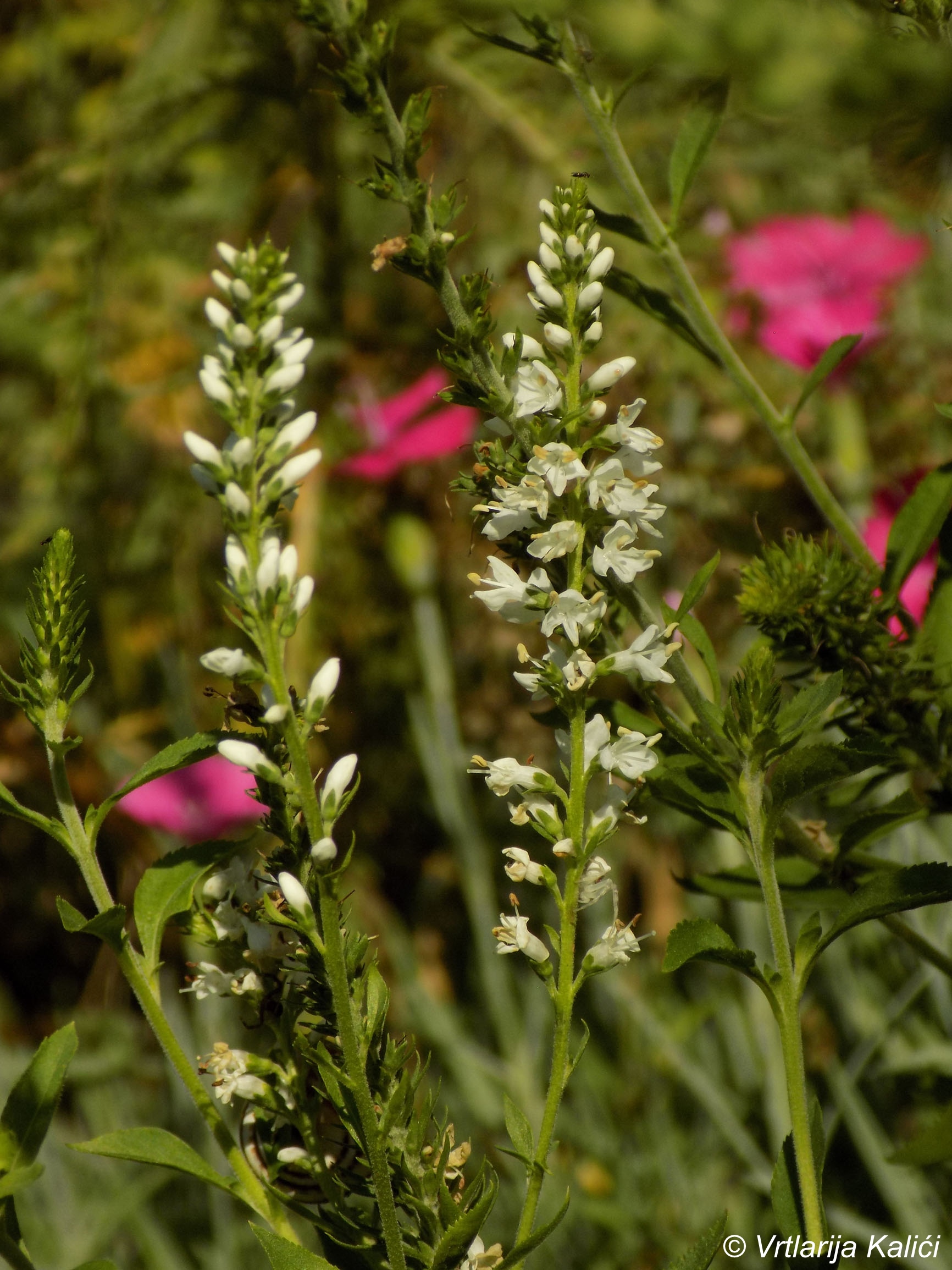 Veronica longifolia «Schneeriesin» (Čestoslavica) - Slika 2
