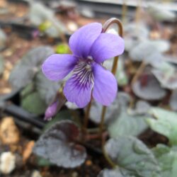 Viola labradorica «Purpurea» (Ljubica)