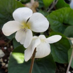 Viola sororia «Alba»  (Ljubica)