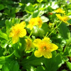 Waldsteinia ternata (Zlatna jagoda)