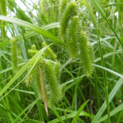 Carex pseudocyperus (Šaš)