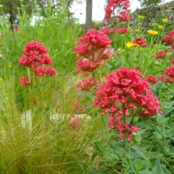 Centranthus ruber «Coccineus» (Ostrugica)