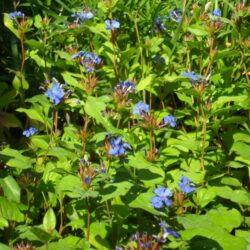 Ceratostigma plumbaginoides