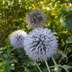 Echinops bannaticus «Blue glow» (Sikavica)