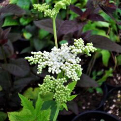 Filipendula ulmaria (Končara)
