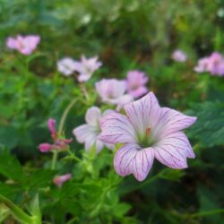 Geranium x oxonianum «Walters gift» (G. endressii x G. versicolor)  (Iglica)