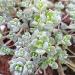 Sedum brevifolium (Žednjak)