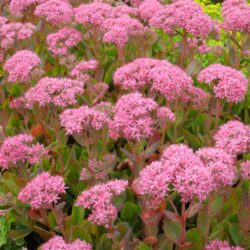 Sedum «Carl» (spectabile) (Visoki žednjak)