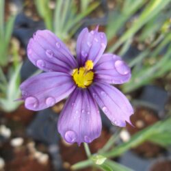 Sisyrinchium bellum (S. idahoense var. bellum) (Mačić)