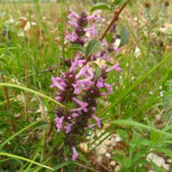 Stachys serotina (S. officinalis ssp serotina) (Čistac)