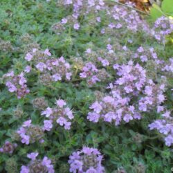 Thymus polytricus (Timijan)