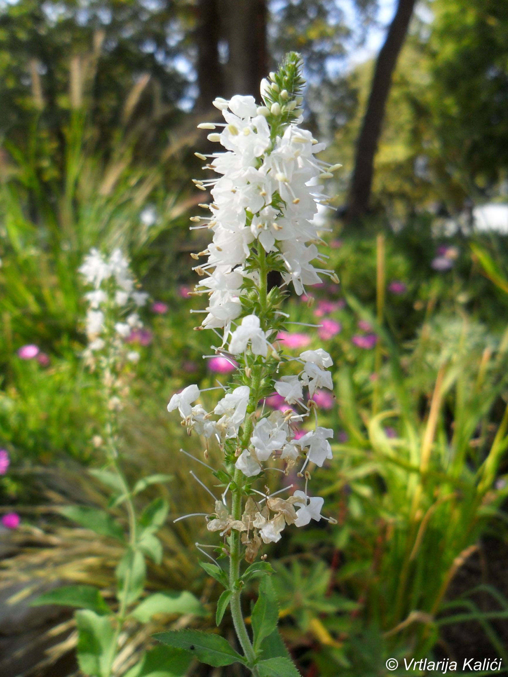 Veronica longifolia «Schneeriesin» (Čestoslavica)
