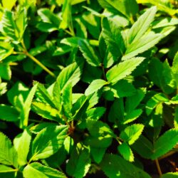 Aegopodium podagraria (Jarčevac)