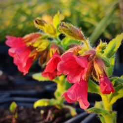 Pulmonaria «Bowles red» (Plučnjak)