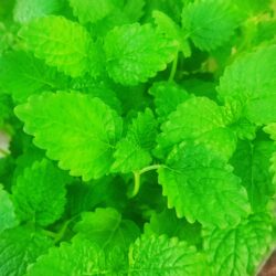 Melissa officinalis «Quedlinburger Niederliegende» (Matičnjak)