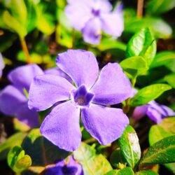Vinca minor «Bowles variety» (syn «La Grave»)  (Mali zimzelen)