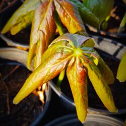 Podophyllum peltatum