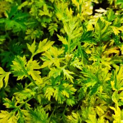 Artemisia vulgaris «Variegata» (sekcija zeljastih Pelina)