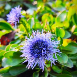 Globularia trichosantha  (Glavulja)