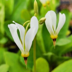 Dodecantheon (Primula) meadia f. alba