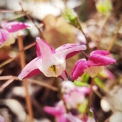 Epimedium x rubrum (Krespin)