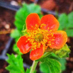 Geum coccineum (hort.)  (Blaženak)