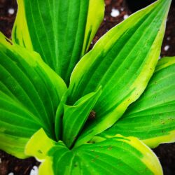 Hosta «Yellow splash rim» (Funkija)
