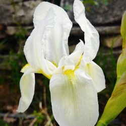Iris albicans (Perunika)