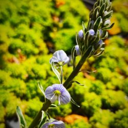 Veronica gentianoides «Variegata» (Čestoslavica)