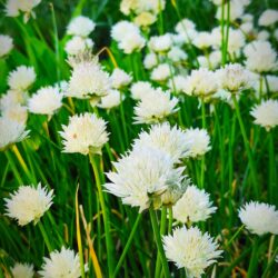 Allium schoenoprasum «Album» (Ukrasni luk)