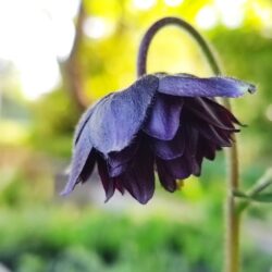 Aquilegia vulgaris «Black Barlow» (Pakujac)