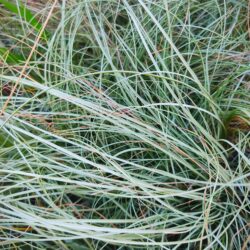 Carex comans «Frosted Curls» (Šaš)