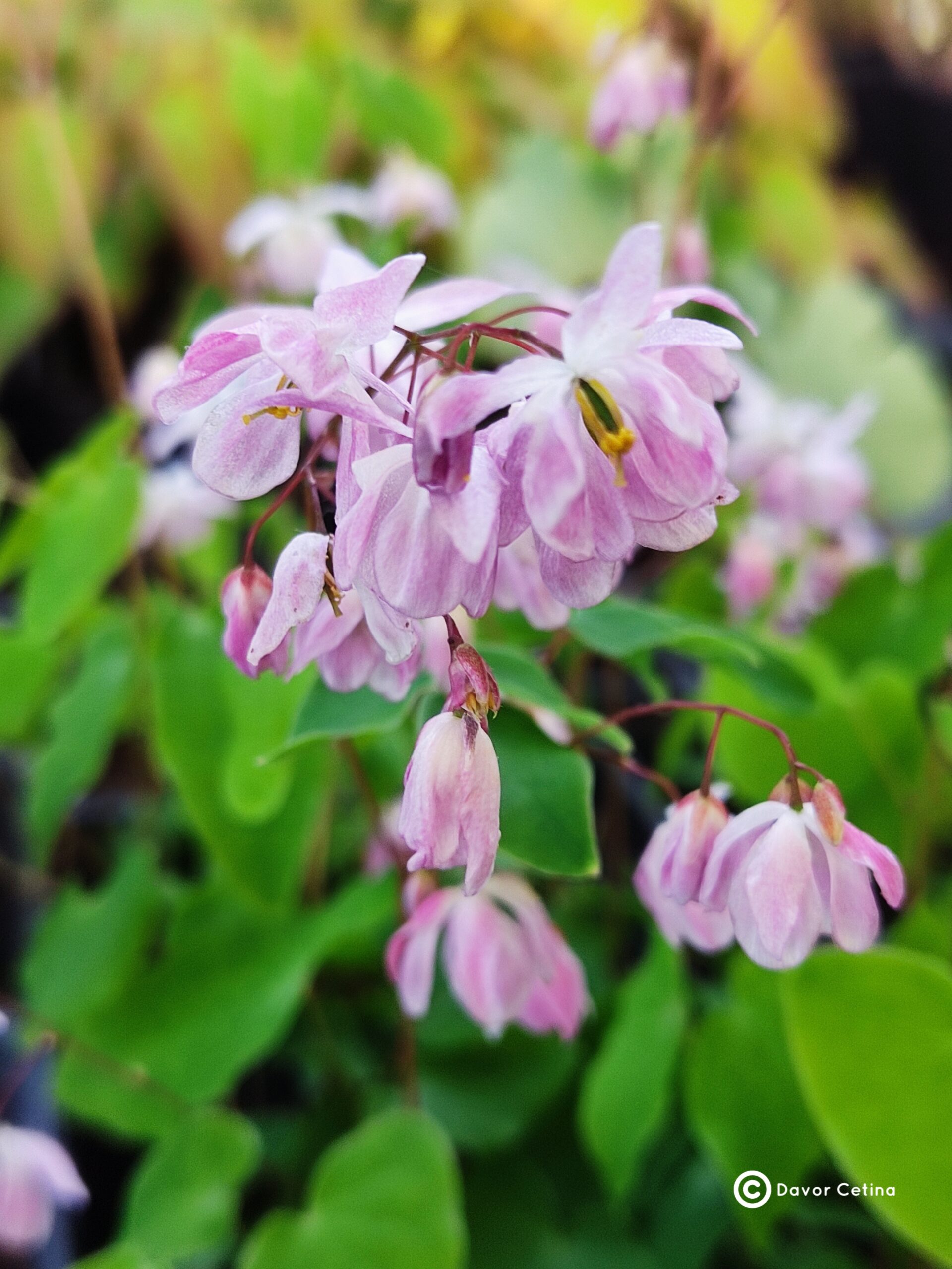 Epimedium grandiflorus «Sasaki» (Krespin) - Slika 2