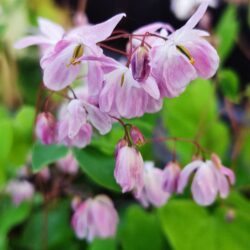 Epimedium grandiflorus «Sasaki»  (Krespin)
