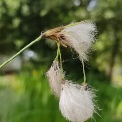Eriophorum vaginatum (Suhoperka)
